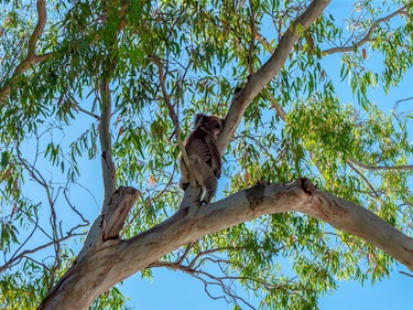 Australia Day 2022 (50)