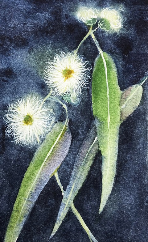 Watercolour Native Plants.JPG