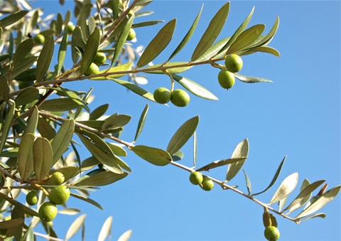 Olives no 2.jpg