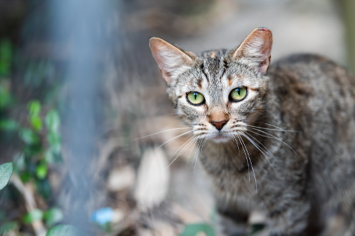 Cat Responsibilities City of Burnside