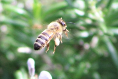 European honeybee