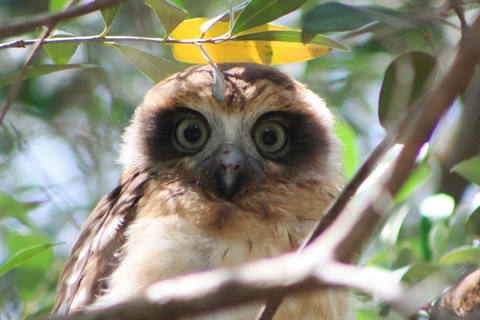 Young-Boobook-owl.jpeg