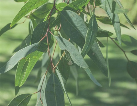 Tree Species Fact Sheets.jpg