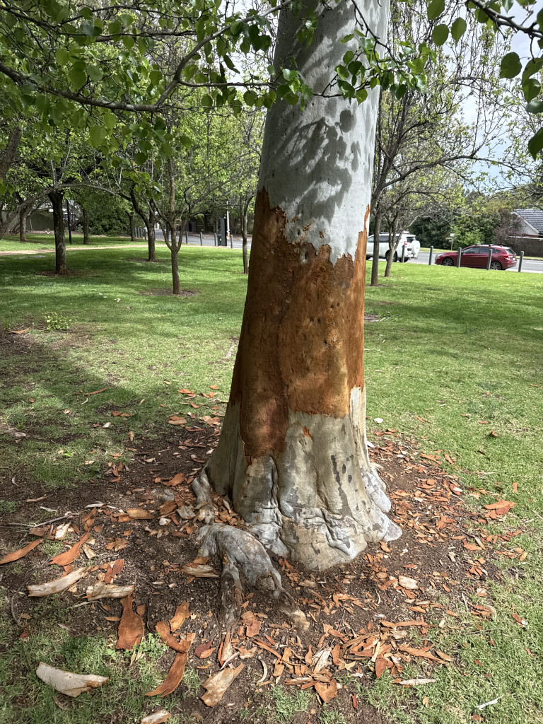 Penfold Park Tree Vandalism Location.jpg