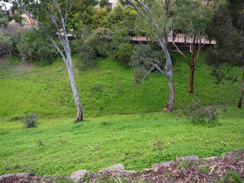 Wattle Park Reserve