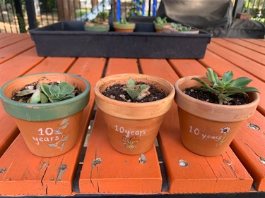 Chapel Street Community Garden Inc.