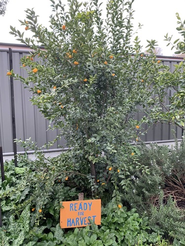 Chapel Street Community Garden Inc.