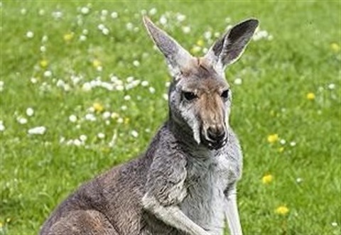 Kangaroo.jpg